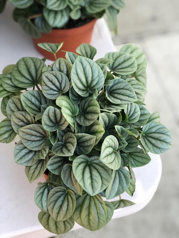 Massachusetts - Peperomia