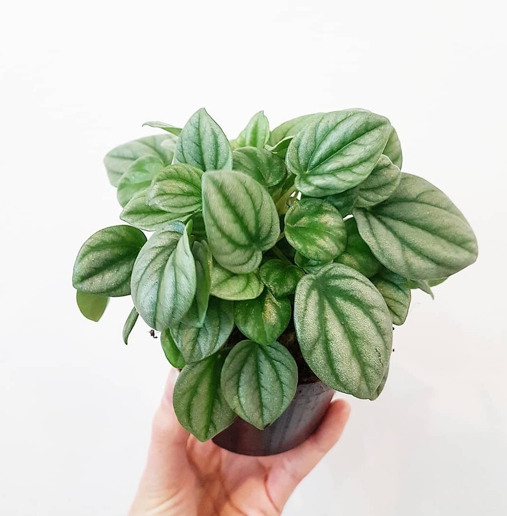 Wisconsin - Peperomia