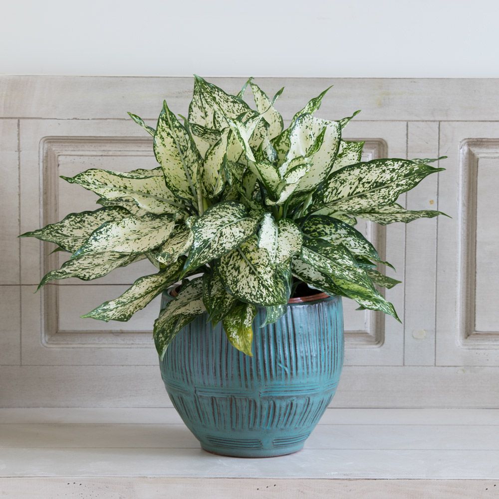 Delaware - Chinese Evergreen