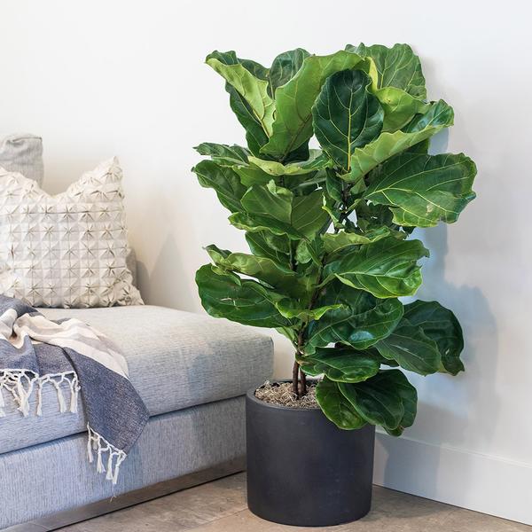 Washington, D.C. Fiddle Leaf Fig