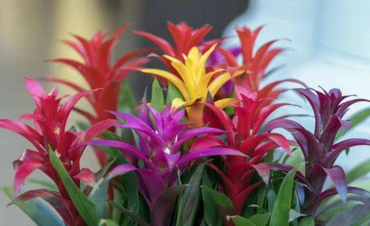 Florida - Bromeliad