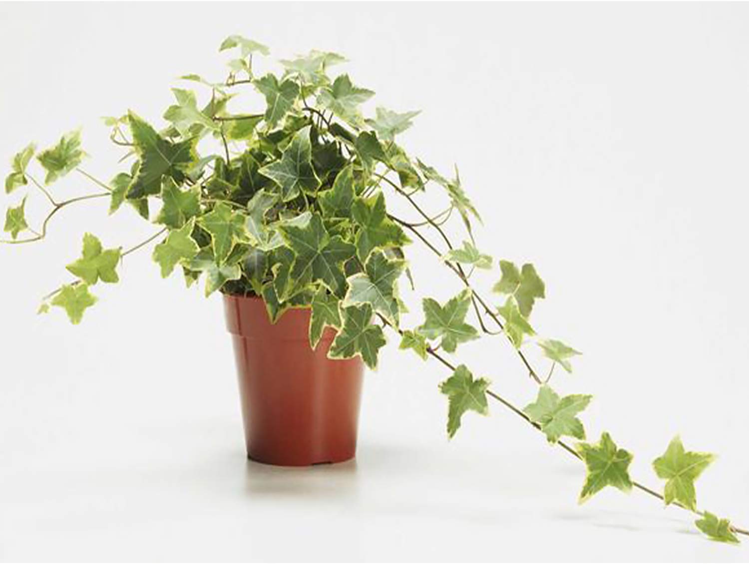 Georgia - English Ivy