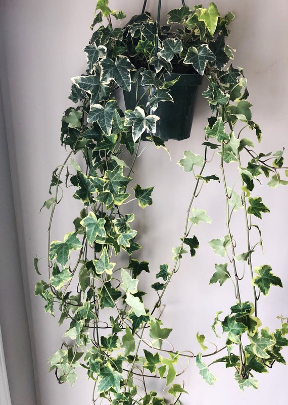 Indiana - English Ivy