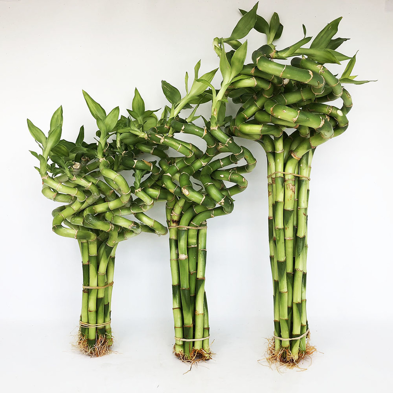 Iowa - Lucky Bamboo