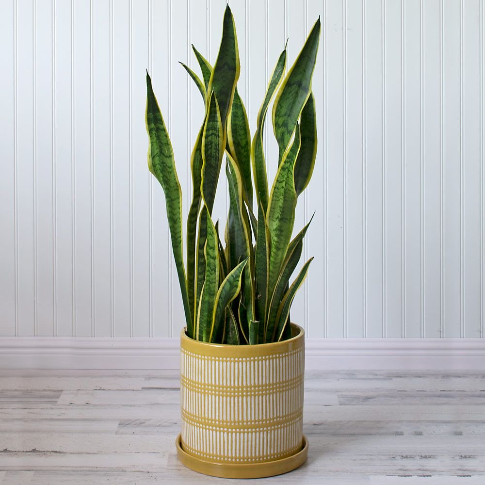 Kansas Snake Plant