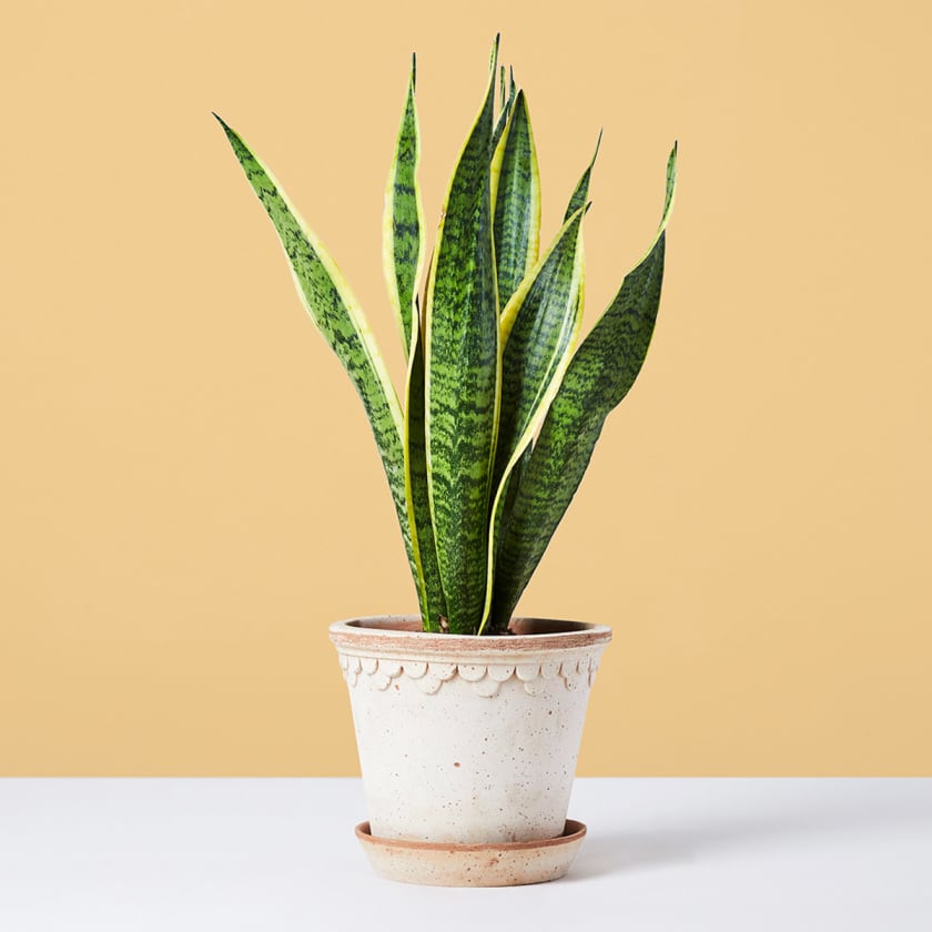 Nevada - Snake Plant