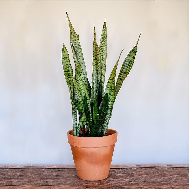 Oregon - Snake Plant