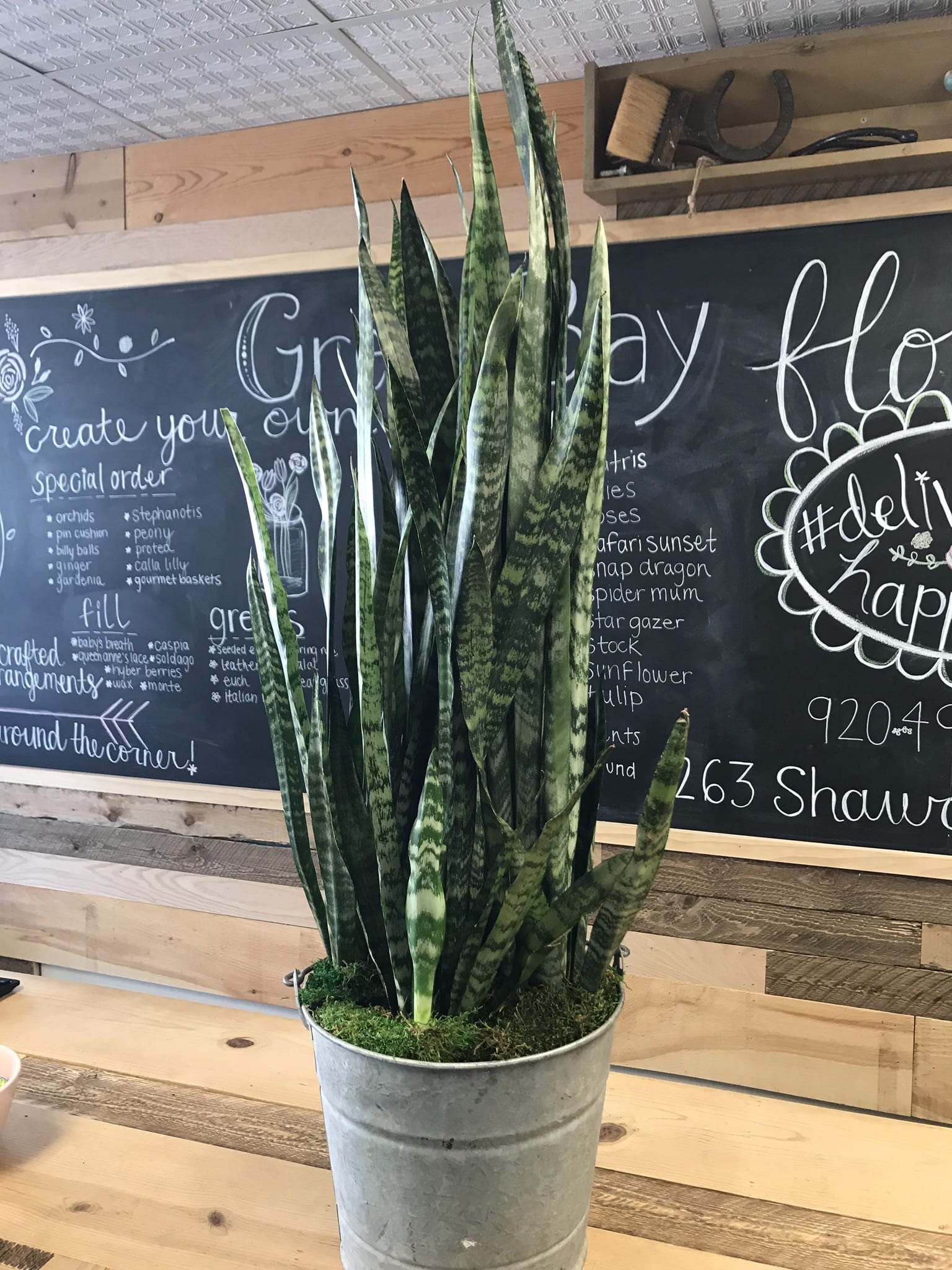 Utah - Snake Plant