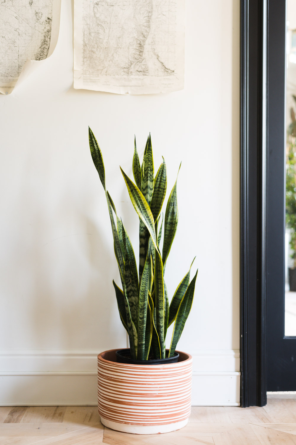 West Virginia Snake Plant