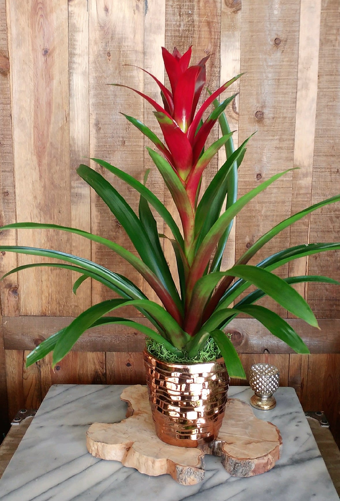 Louisiana - Bromeliad