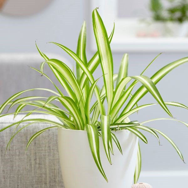 Maine - Spider Plant