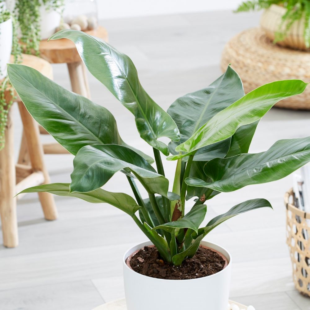 Montana - Philodendron
