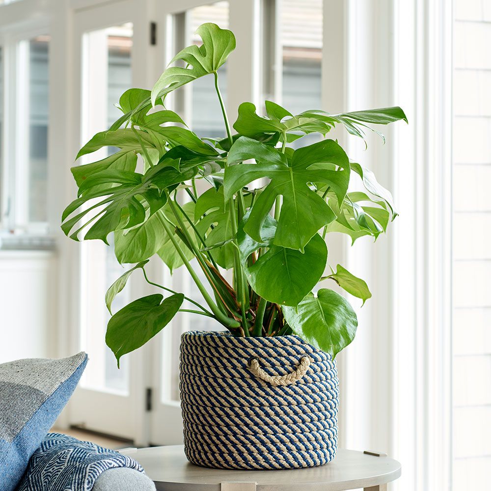 Vermont - Philodendron
