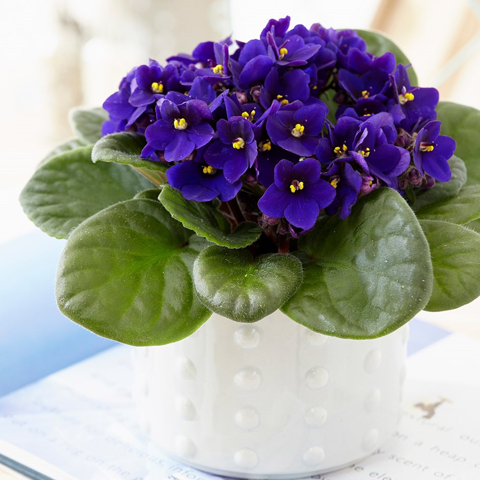 New Jersey - African Violets