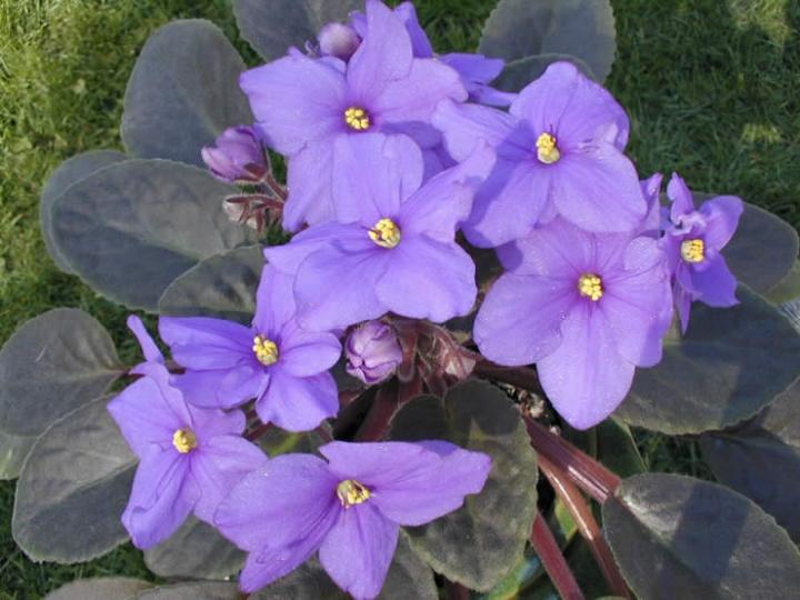 Pennsylvania - African Violets