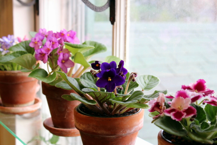 Washington - African Violets