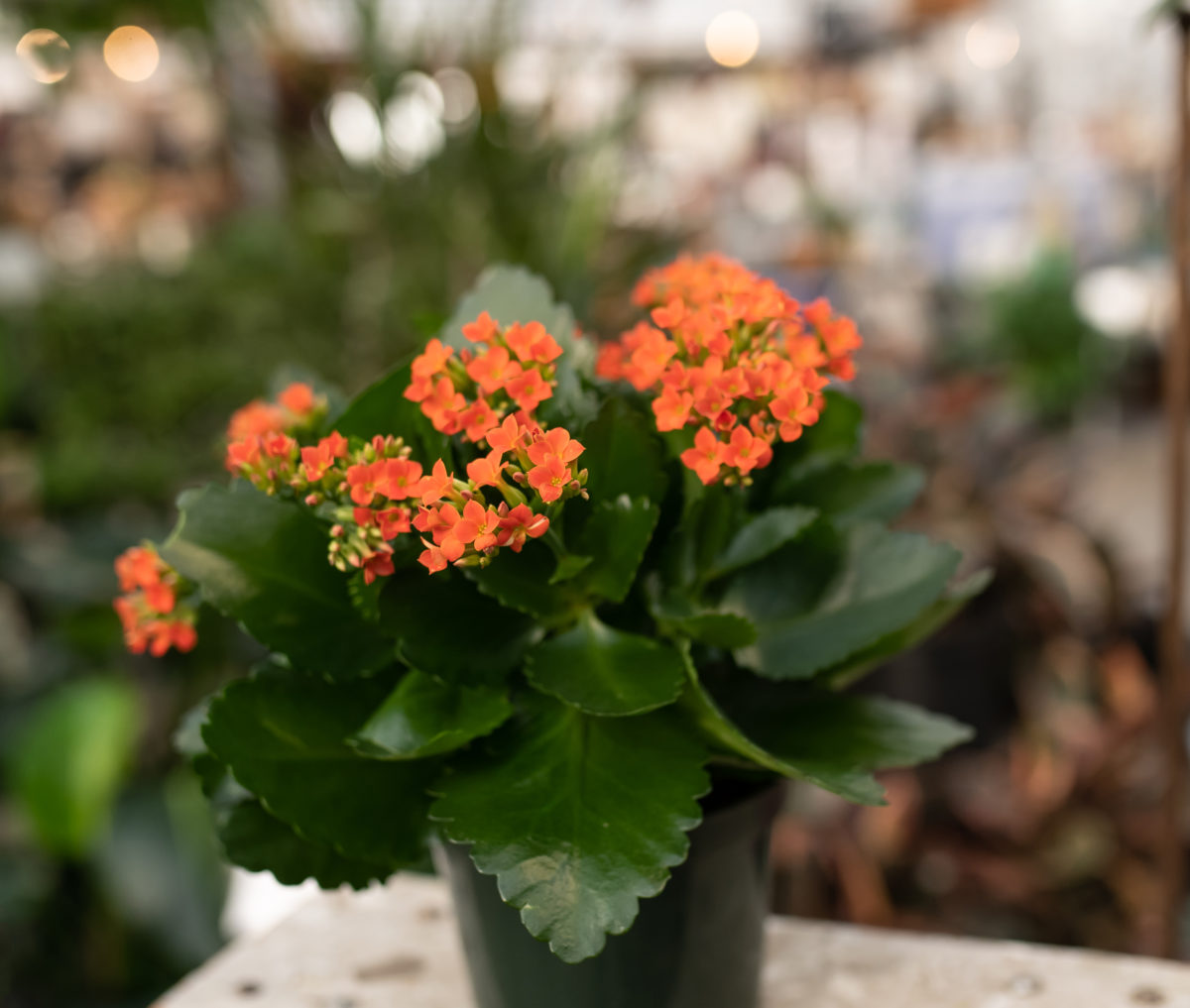 Как выглядит кала. Kalanchoe (каланхоэ) Plants. Каланхоэ грандифлора. Каланхоэ пламенное. Каланхоэ оранжевый.