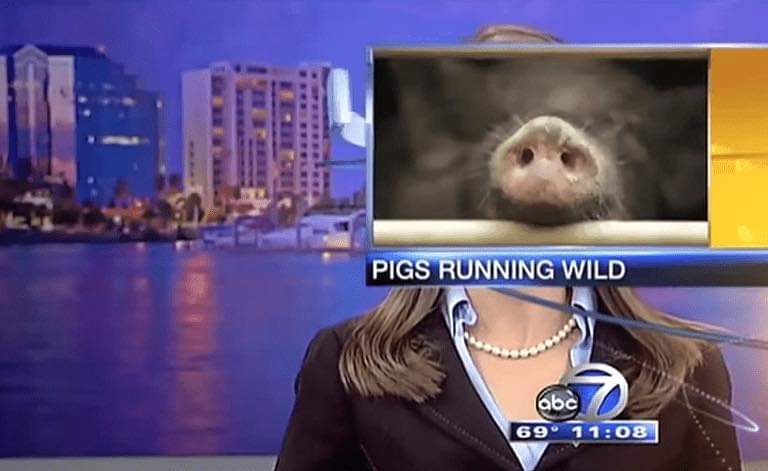 Pig In Front Of A Woman's Face