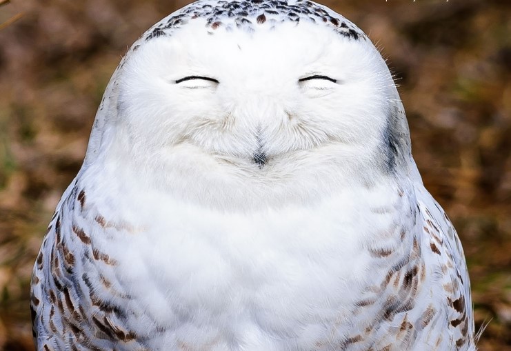 The Happiest Owl There Ever Was