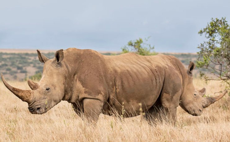 A Double Headed Rhino?
