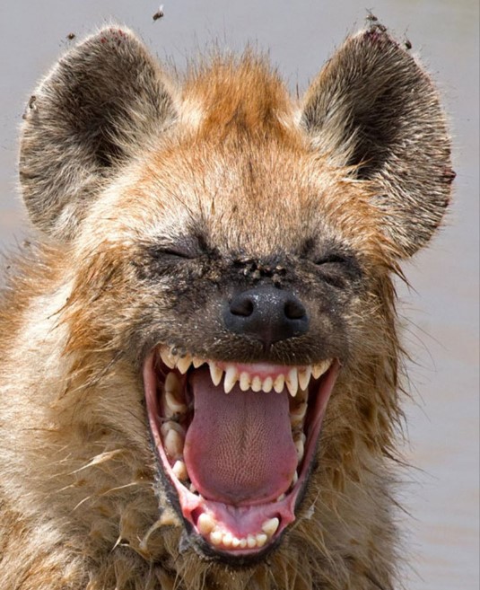Hysterical Hyena