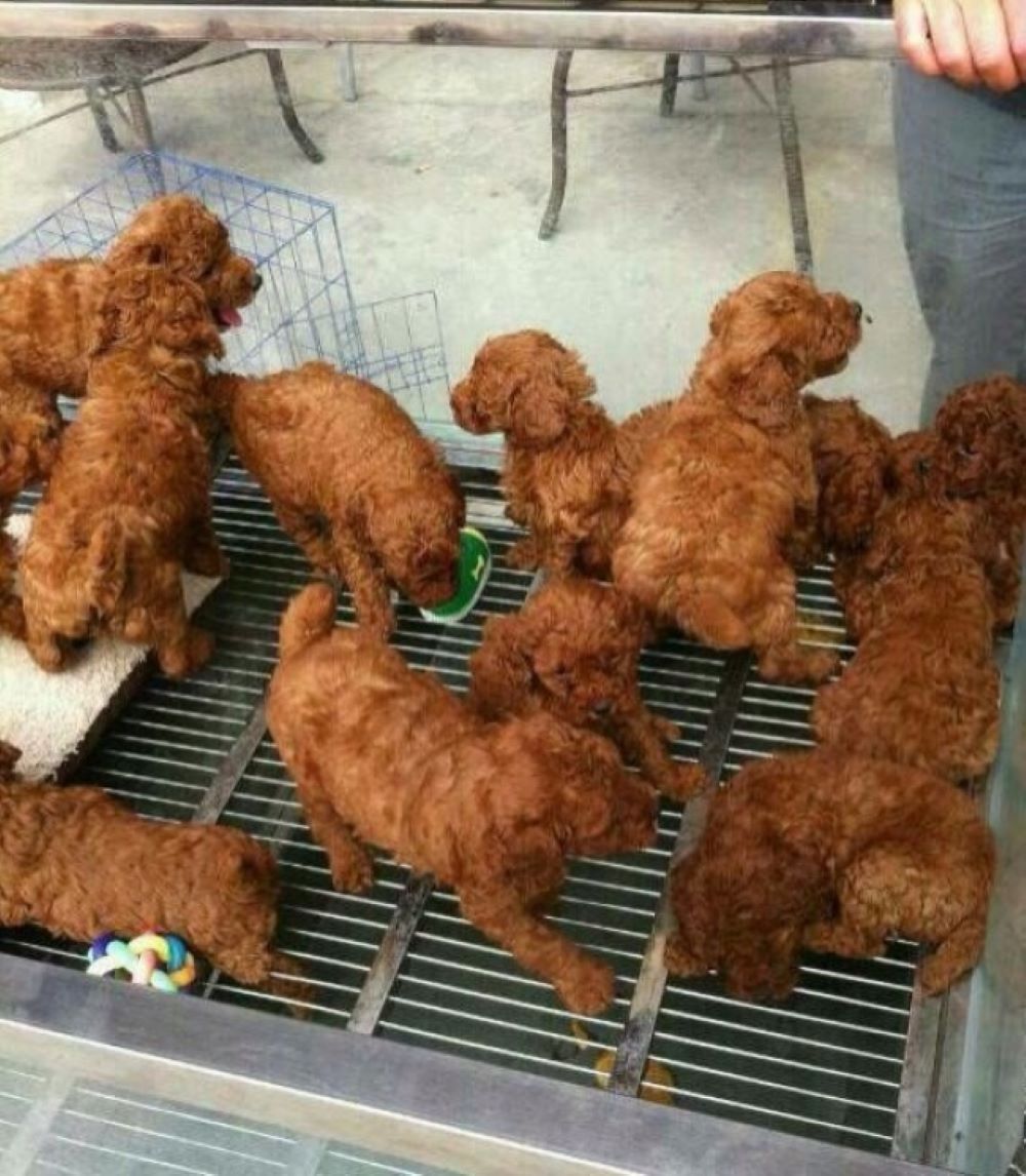 Crispy Fried Chicken