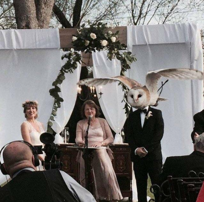 The Bride And Hoot