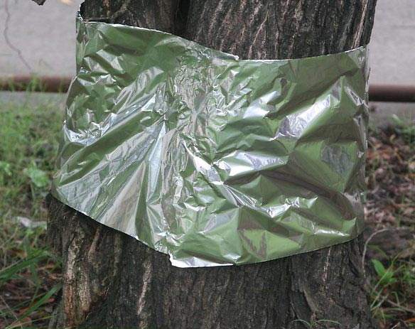 Protective Layer For Trees
