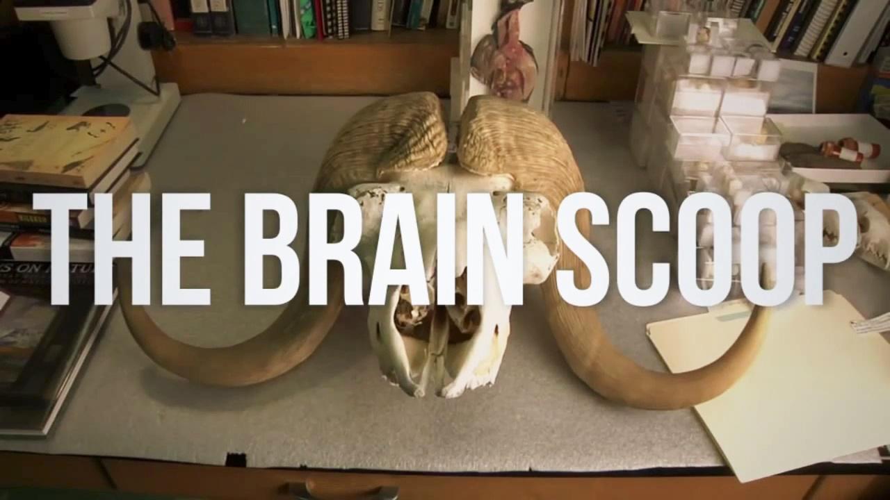 The Brain Scoop