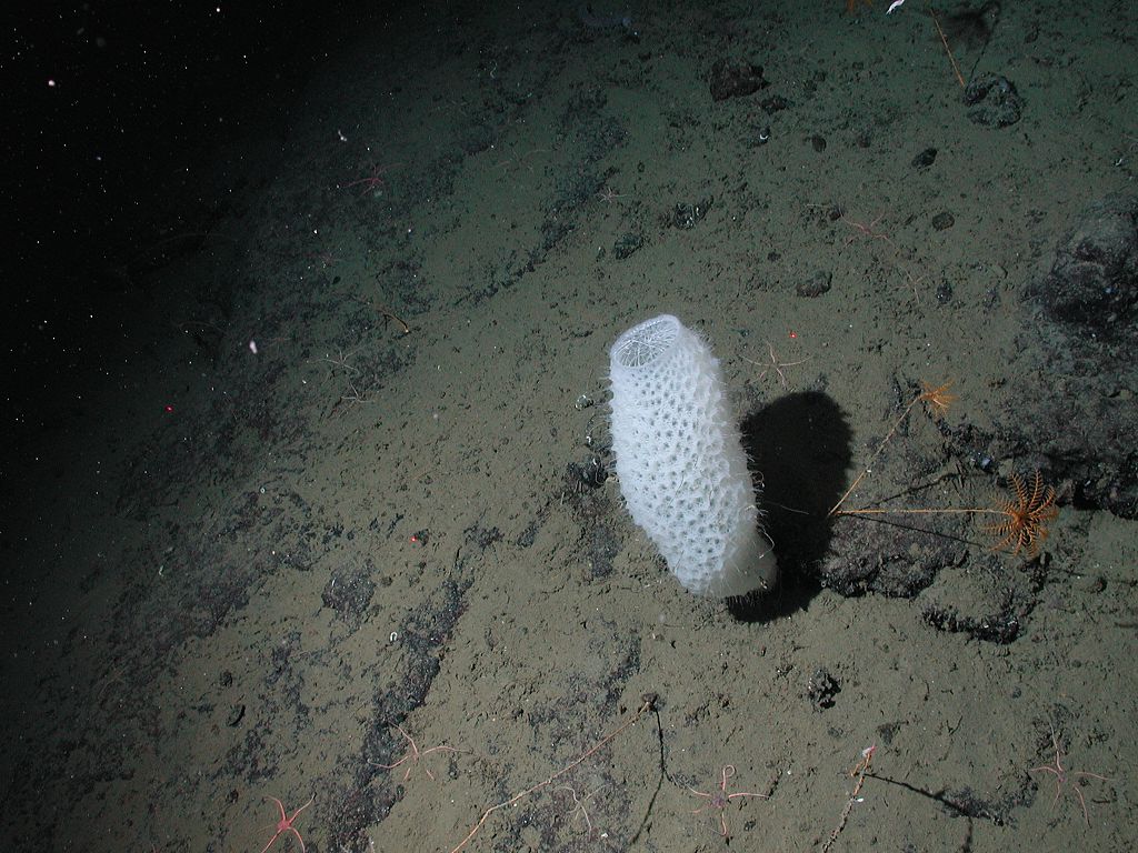 Deep Sea Glass Sponge