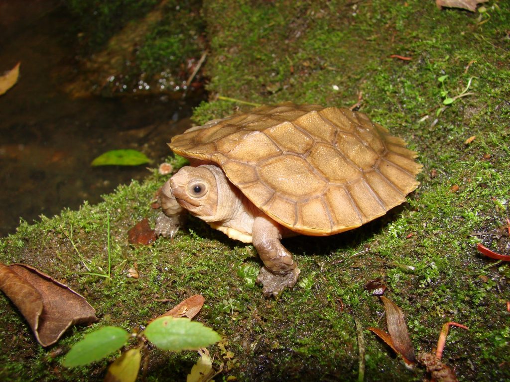 Arakan Forest Turtle