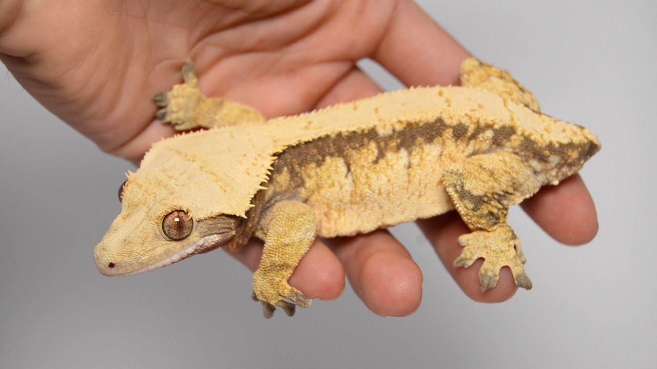 Crested Gecko How Big