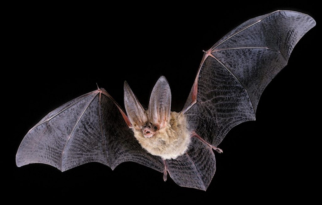 New Guinea Big Eared Bat