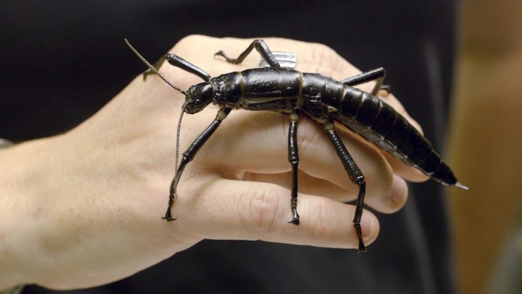 Lord Howe Stick Insect