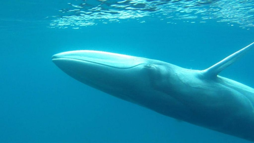 Omura’s Whale