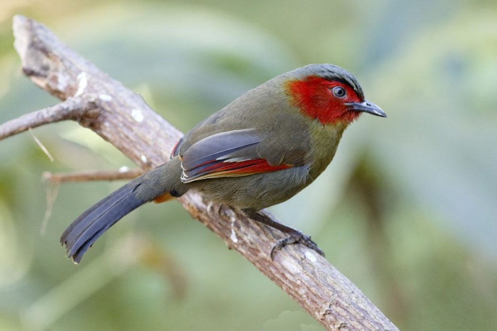 Red Faced Liocichla