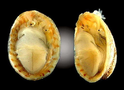 Monoplacophora Mollusks