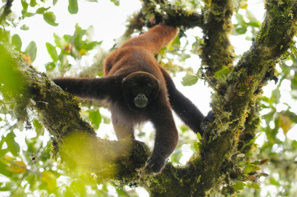 Yellow Tailed Woolly Monkey