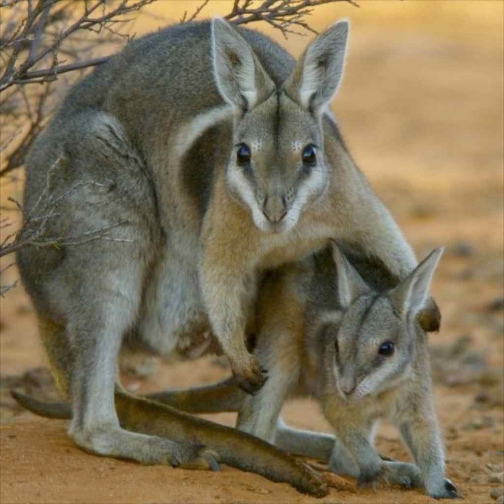 Bridled Nail Tail Wallaby