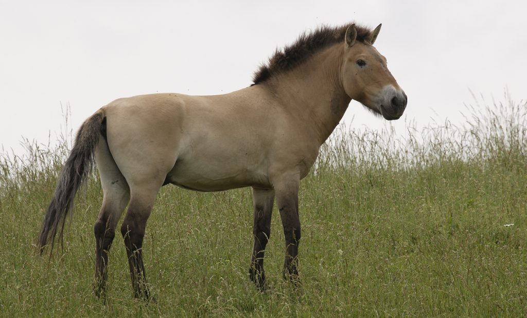 Przewalski’s Horse