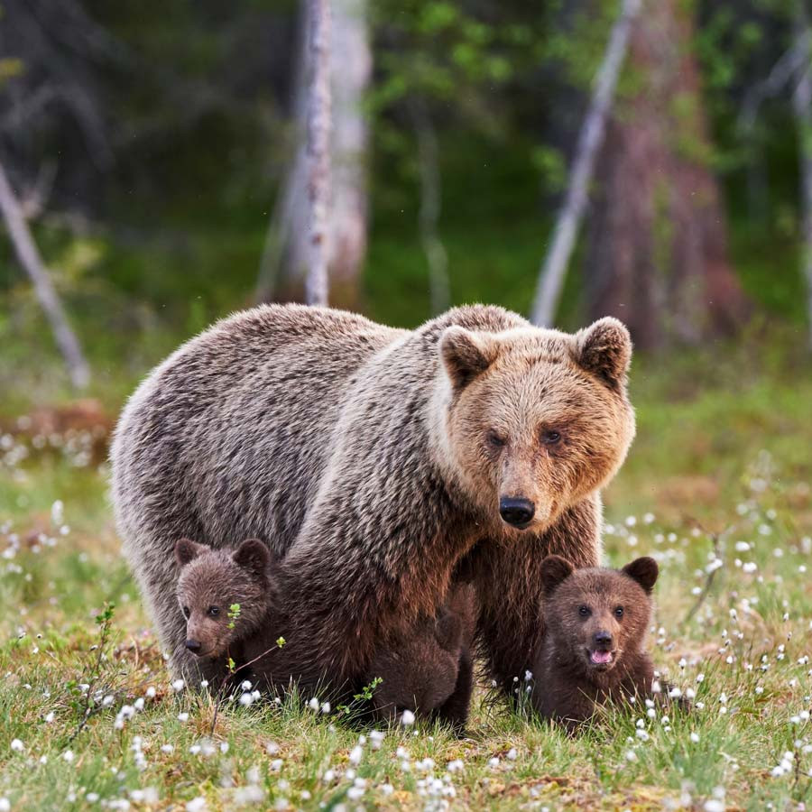 Mother Bear And Two Cubs