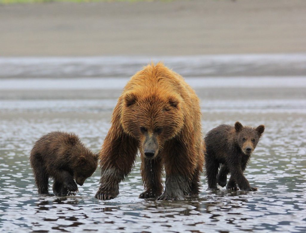 Two Courageous Fishermen Jump In As Mother Bear Leaves Babies To Drown ...