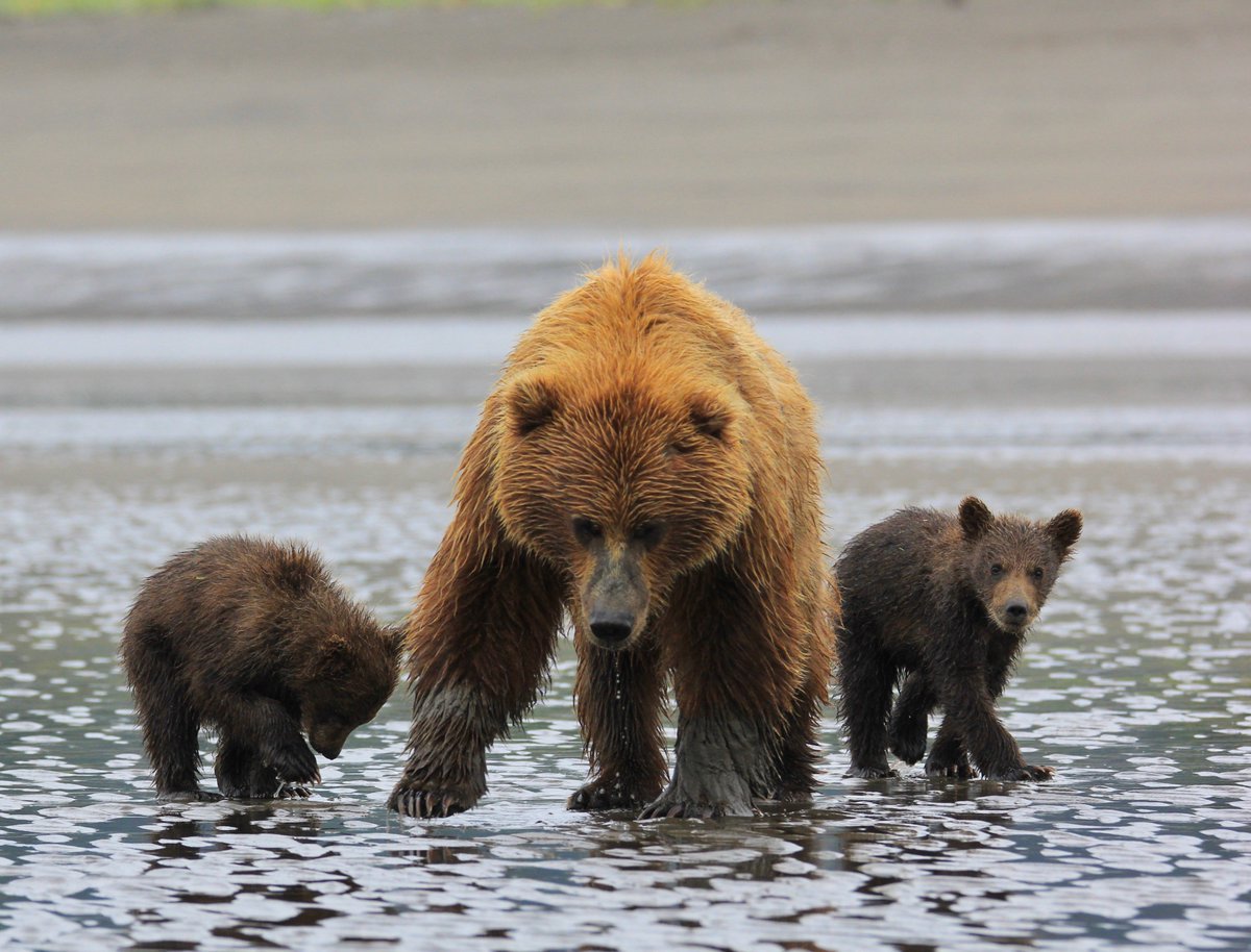 Bear And Cubs Crossing Lake