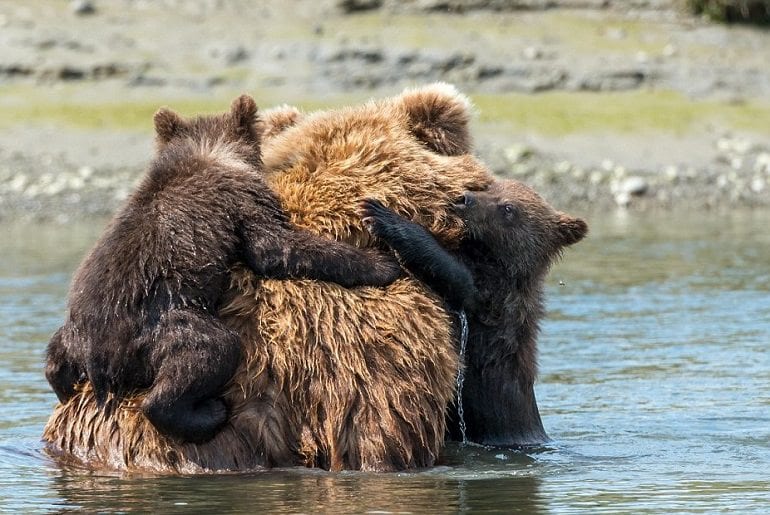 Bears In A Lake