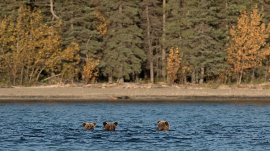 Bear Cubs Swimming