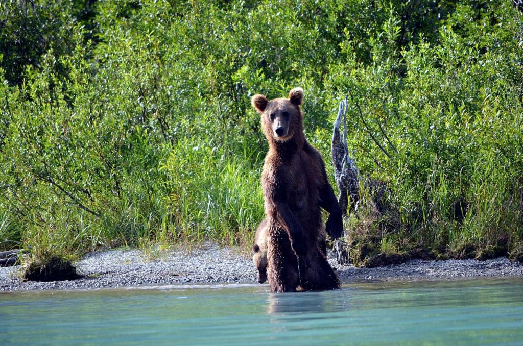 Bear Standing On The Shore