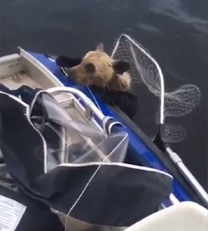 Bear In A Fishing Net