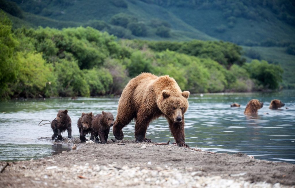 Bears On Shore