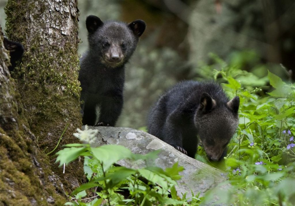 Baby Bear Cubs