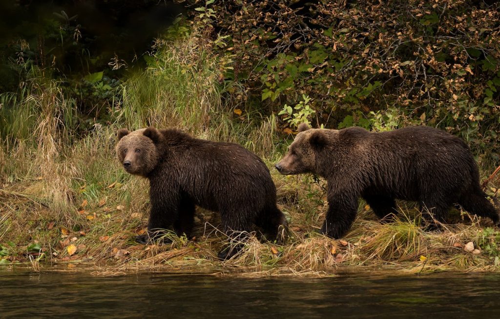 Two Adult Bears